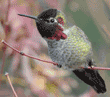 male Anna's hummingbird sitting on branch