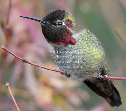 male Anna's hummingbird sitting on branch