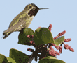 Anna's hummingbird on plant