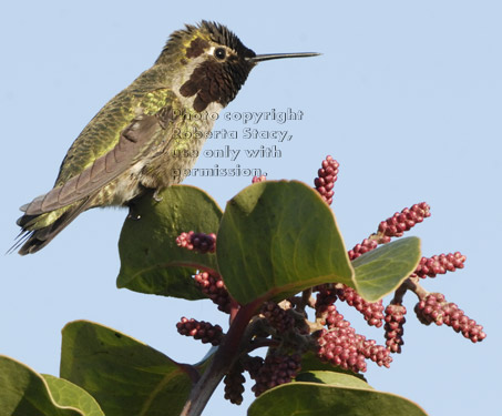 Anna's hummingbird on plant