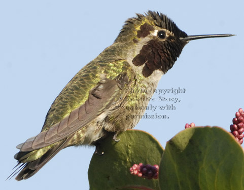 close-up of Anna's hummingbird on plant