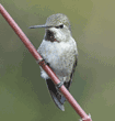 male Anna's hummingbird on a tree branch