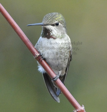 male Anna's hummingbird on a tree branch