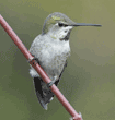 male Anna's hummingbird on a tree branch