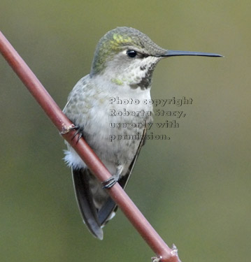 male Anna's hummingbird on a tree branch