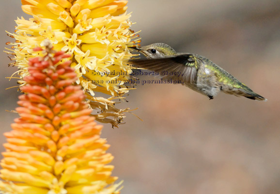 female Anna's hummingbird at a red hot poker plant