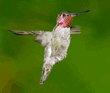 male Anna's hummingbird