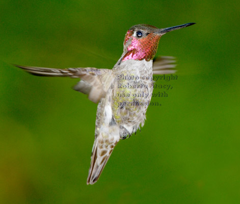 male Anna's hummingbird