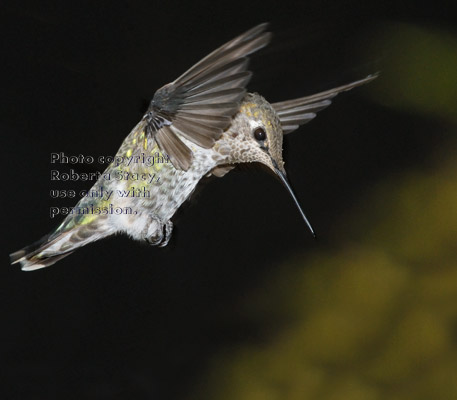 Anna#s hummingbird, female