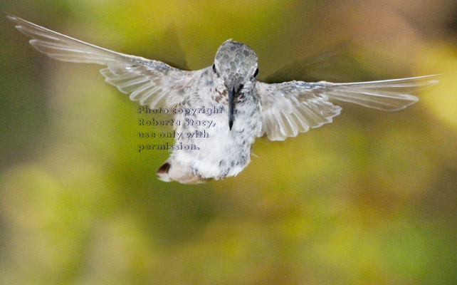 Anna's hummingbird, female