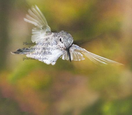 Anna's hummingbird, female