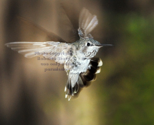 Anna's hummingbird, female