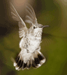 Anna's hummingbird, female