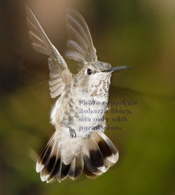 Anna's hummingbird, female