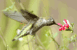 female Anna's hummingbird at salvia blossom