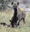 spotted hyena eating