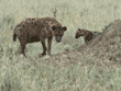 spotted hyena and cub Tanzania (East Africa)