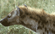 spotted hyena Tanzania (East Africa)