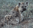 spotted hyena lying down