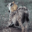 spotted hyena stretching Tanzania (East Africa)