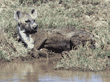 spotted hyena resting by water