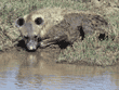 spotted hyena drinking water