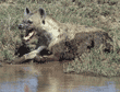 spotted hyena with mouth wide open
