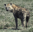 spotted hyena Tanzania (East Africa)