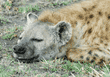 sleeping spotted hyena