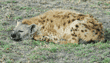 spotted hyena asleep