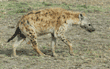 spotted hyena walking