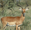 impala, male Tanzania (East Africa)