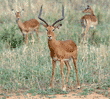 impalas, male, with females in background
