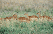 impalas, females
