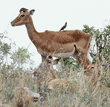 impala with red-billed oxpeckers on its head and back