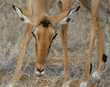 close-up of impala eating