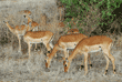impalas eating