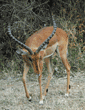 male impala