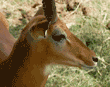 impala, close-up head shot