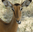 close-up head shot of impala