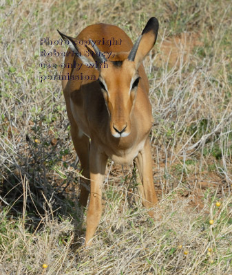 young impala