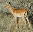impala, immature