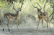 two impalas