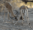 two impalas playing