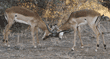 two impalas locking horns