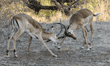 two impalas play-fighting