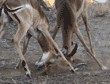 impalas play-fighting