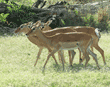 four female impalas walking
