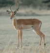 male impala