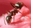 unidentified ant on flower petal